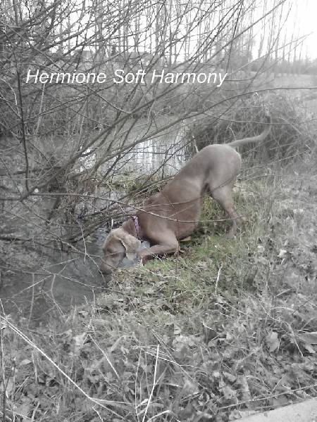 Hermione Soft Harmony