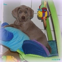 CHIOT turquoise Oscar