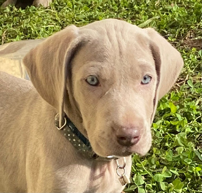 Collier bleu à pois Vanille