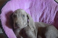 CHIOT bb mauve