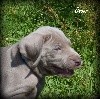 CHIOT turquoise Oscar