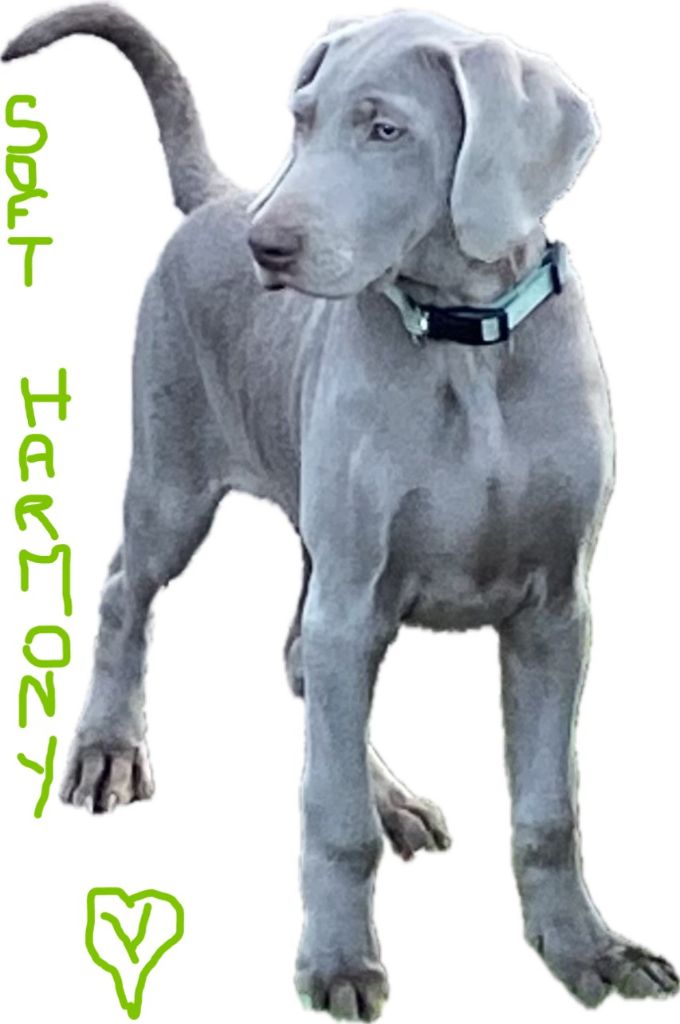 Valkia Soft Harmony
