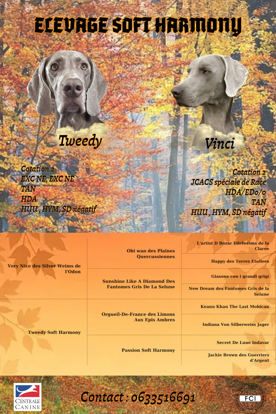 TWEEDY SOFT HARMONY Portée prévue pour debut décembre RESERVATIONS EN COURS