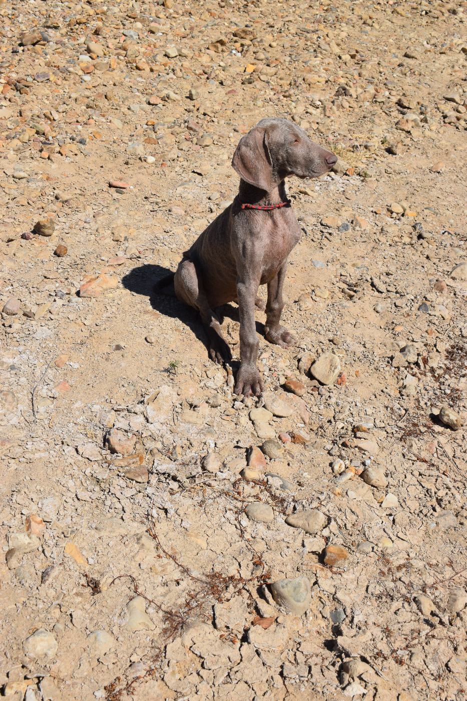 Soft Harmony - Chiots disponibles - Braque de Weimar
