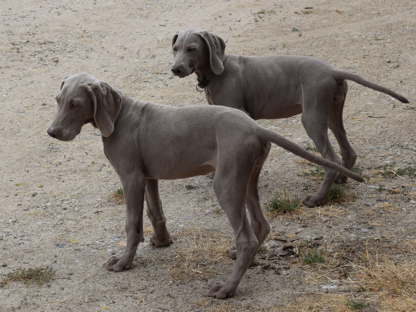 Soft Harmony - Chiots disponibles - Braque de Weimar