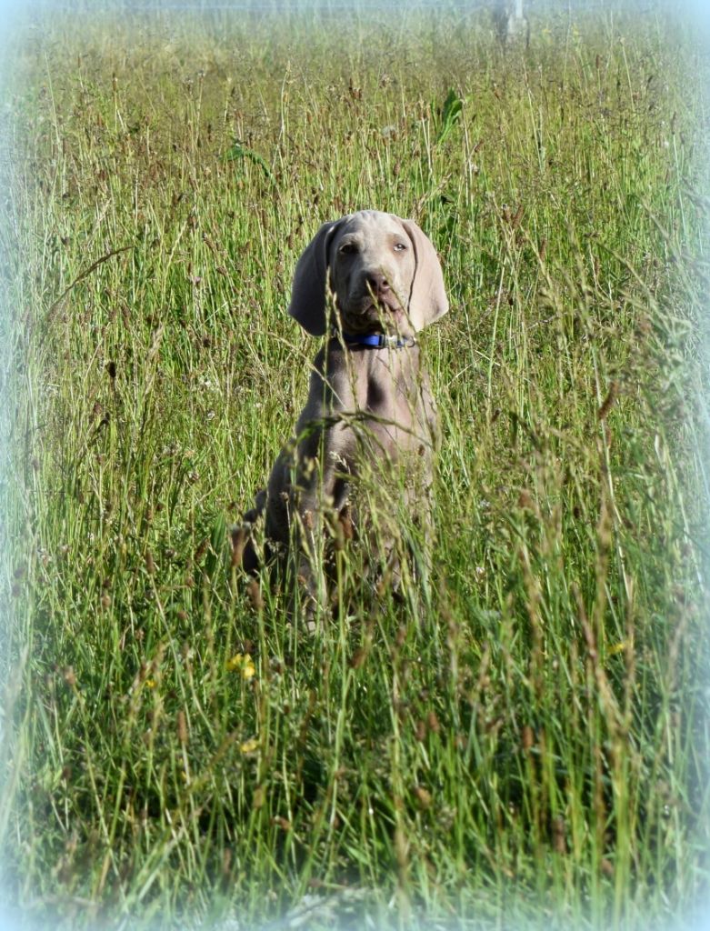 Soft Harmony - Braque de Weimar - Portée née le 21/03/2019