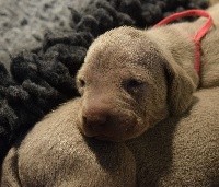 CHIOT bb corail