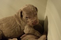 CHIOT bb marron
