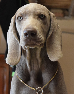 CHIOT bb rose TWEEDY
