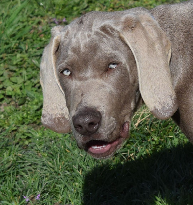 bb bleu The Great