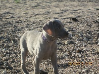 CHIOT collier mauve, Lady Chatterley