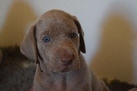 CHIOT BB NOIR