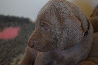 CHIOT bb bleu 530g