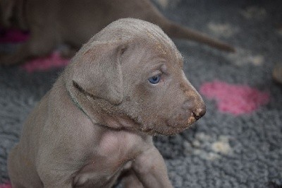 CHIOT turquoise Steffie