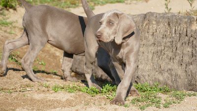 CHIOT bb kaki imprimé TEA TIME
