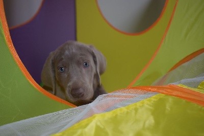 CHIOT bordeaux Sade