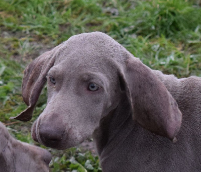 CHIOT THALASSA 