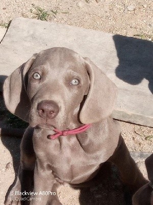 CHIOT bordeaux