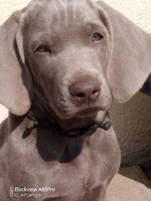 CHIOT BB NOIR
