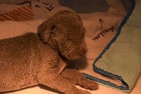 CHIOT bb bleue miss ROMY