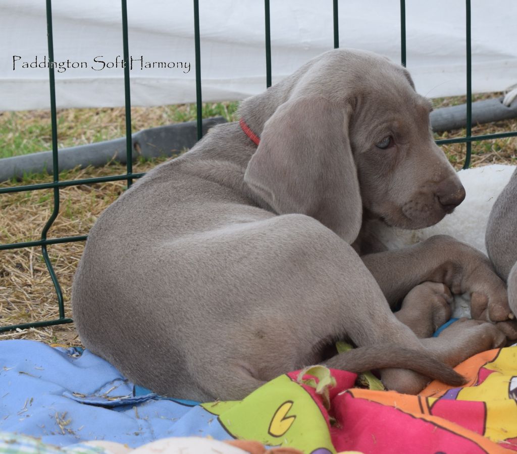 Soft Harmony - Braque de Weimar - Portée née le 04/08/2019