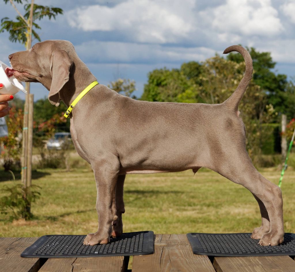 Soft Harmony - Braque de Weimar - Portée née le 10/04/2020